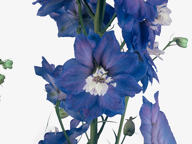 Delphinium (Elatum Grp) double flowered 'Aurora Blue'