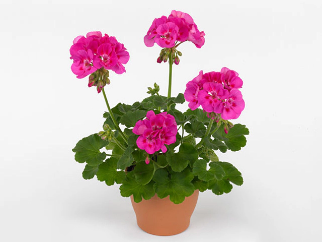 Pelargonium (Zonale Grp) Summer Idols Lilac with Eye