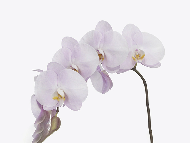 Phalaenopsis per branch Pink Pearl