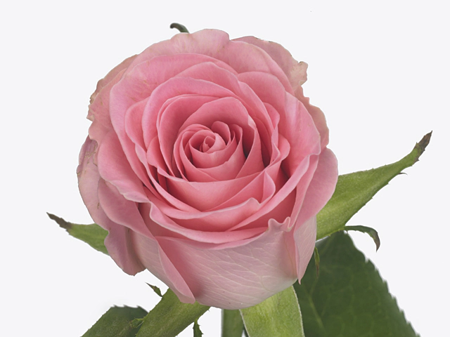 Роза крупноцветковая "Seductive@"