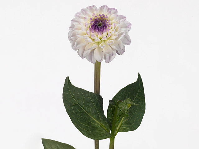 Dahlia (Ball Grp) 'Genova'