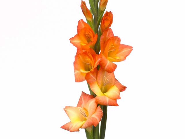 Gladiolus (Small-flowered Grp) Glamini Zoë
