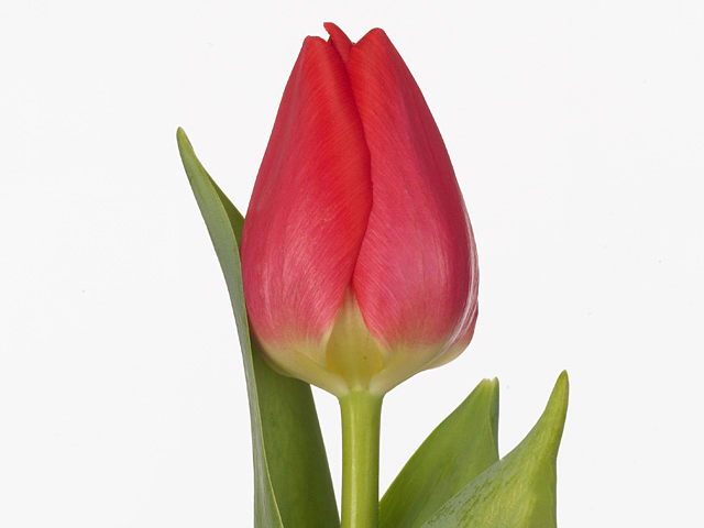 Тюльпан Триумф "Reshef"