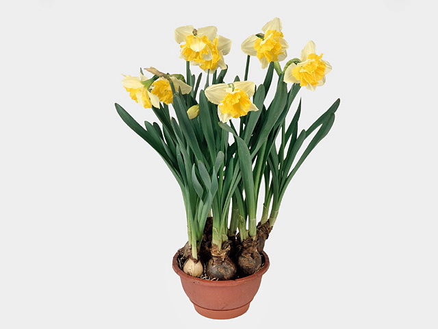 Narcissus (Collar Grp) 'Frileuse'