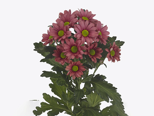 Chrysanthemum (Indicum Grp) spray Ballerina's Cherry