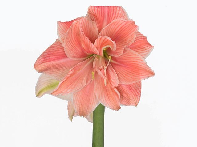 Hippeastrum (Double Galaxy Grp) Sweet Nymph