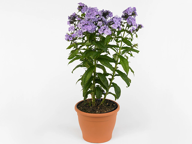 Phlox (Paniculata Grp) Violet Flame