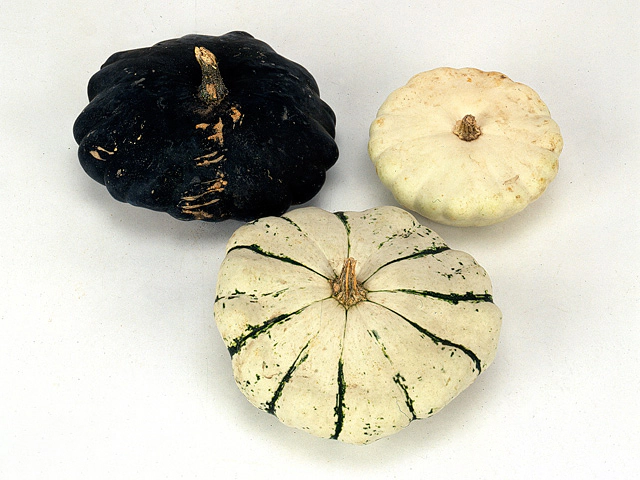 Ornamental fruits a piece Cucurbita pepo Patisson Mix