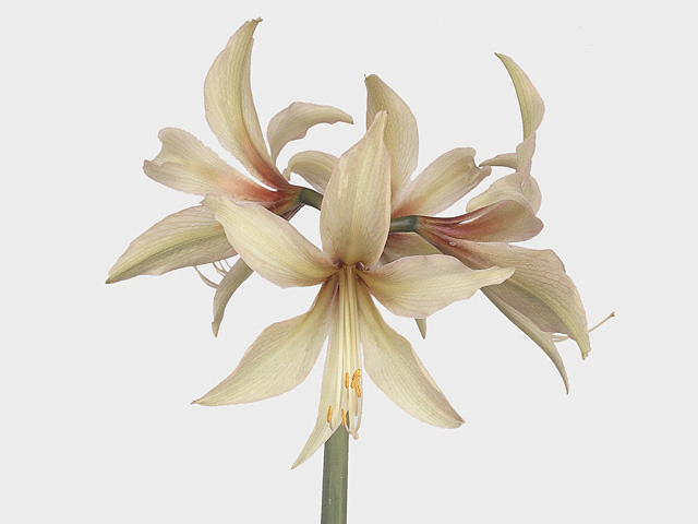 Hippeastrum (Butterfly Grp) 'Toscane'