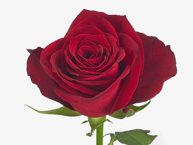 Rosa large flowered Revolution@