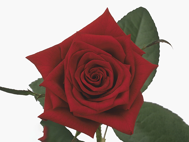 Роза крупноцветковая "Black Magic"