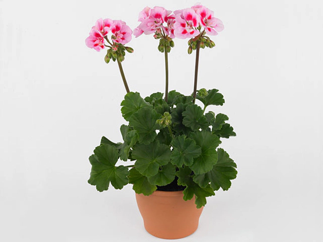 Pelargonium (Zonale Grp) Toscana Sil Linus