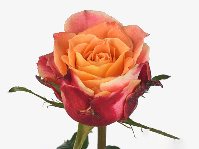 Rosa large flowered 3d