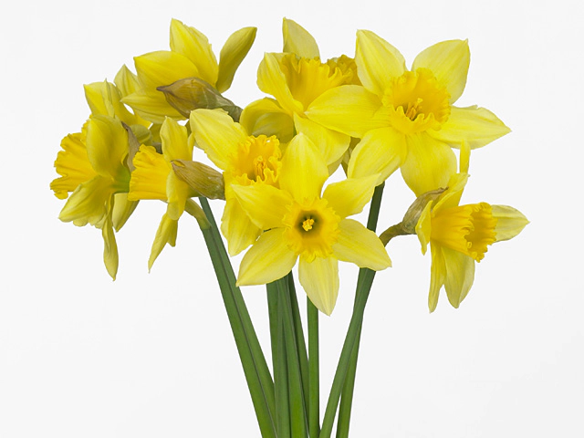 Narcissus (Large-cupped Grp) 'Carlton'