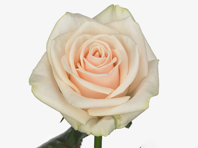 Роза крупноцветковая "Myllena@"