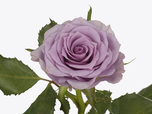 Rosa large flowered Jazz