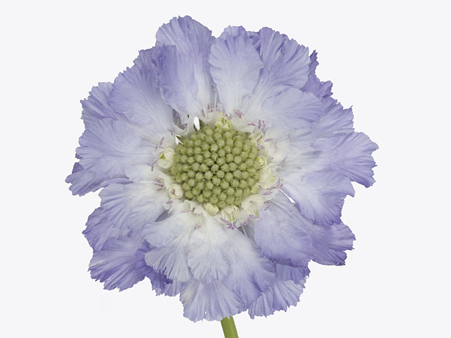 Scabiosa caucasica Magical Majestic Blue