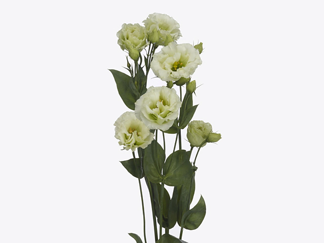 Eustoma russellianum double flowered 'Floralisi Green'
