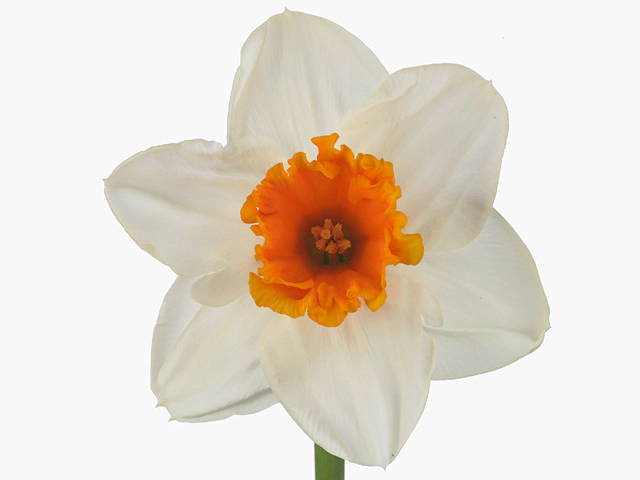 Narcissus (Large-cupped Grp) 'Johann Strauss'