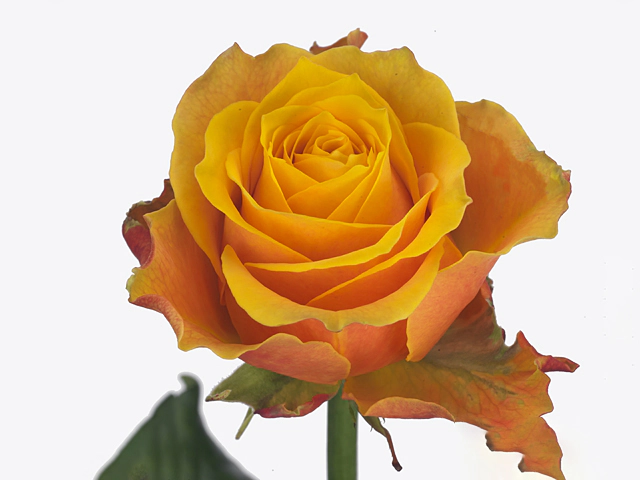 Роза крупноцветковая "Midnight Sun"