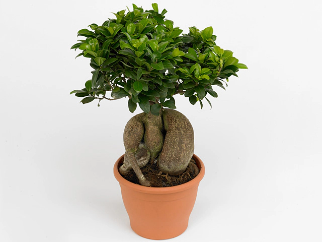 Ficus microcarpa Ginseng