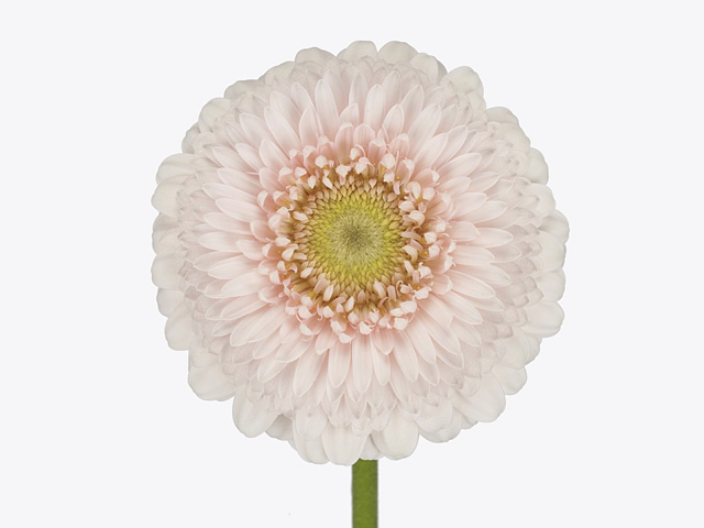 Gerbera mini globose Gerponi Sweetness