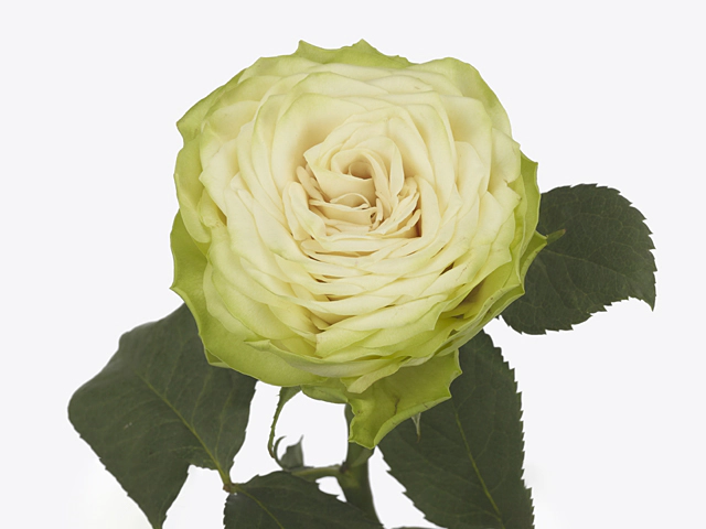 Роза крупноцветковая "Hampshire!"