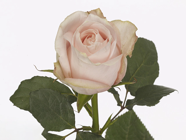 Роза крупноцветковая "Pomarosa"