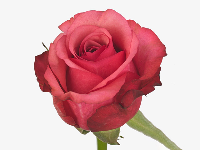 Роза крупноцветковая "Aquarius"
