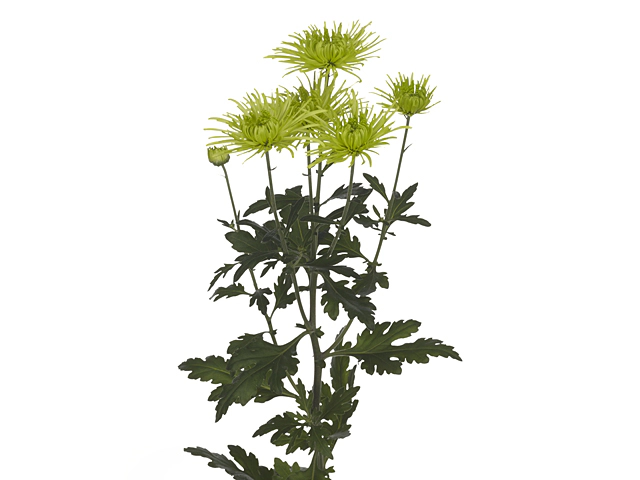 Chrysanthemum (Indicum Grp) spray Tula Green