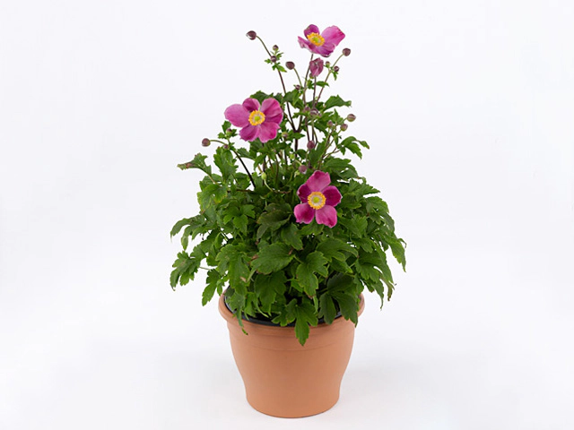 Anemone 'Pretty Lady Diana'