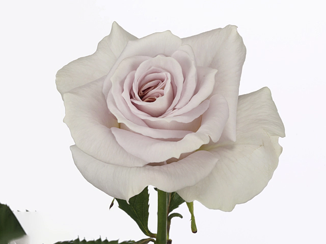Rosa large flowered Mystic Moments