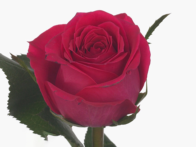 Роза крупноцветковая "Wink"