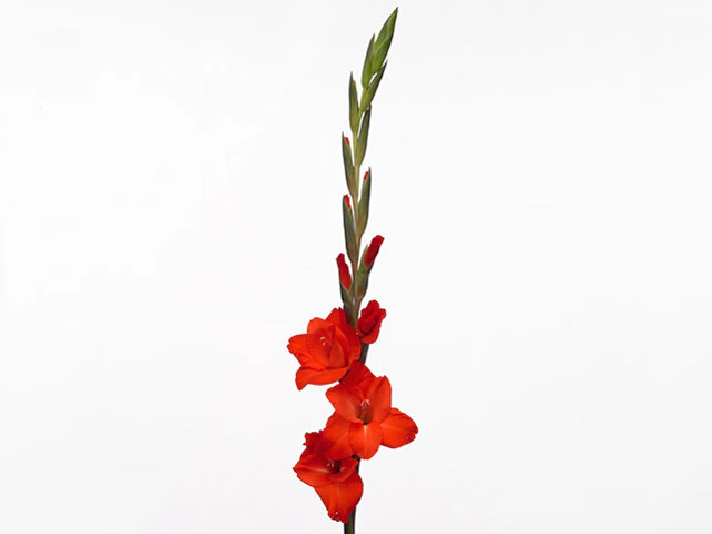 Гладиолус крупноцветковый "Fortuna Red"