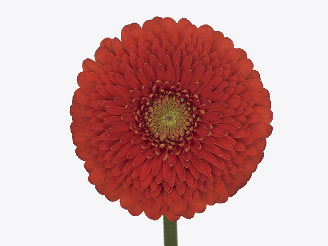 Gerbera mini globose Pomponi Fozzie