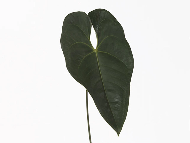 Anthurium (Andreanum Grp) Avo Gabriella (leaf)