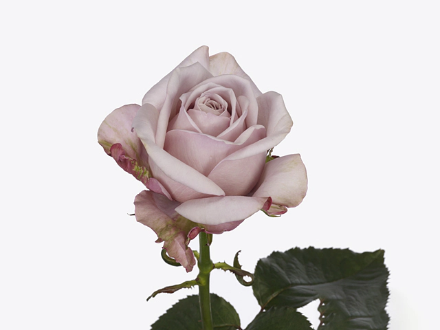 Rosa large flowered Lovelace+