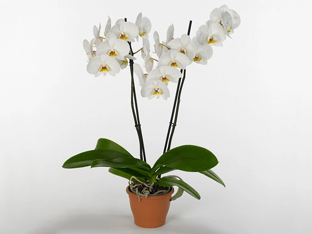 Phalaenopsis Anthura Bristol