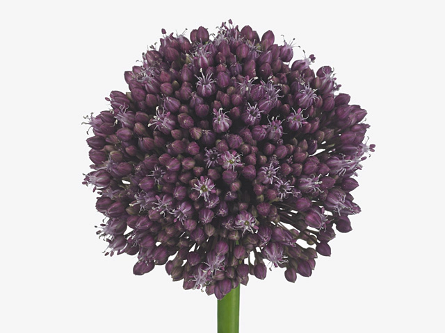 Allium ampeloprasum 'Purple Mystery'