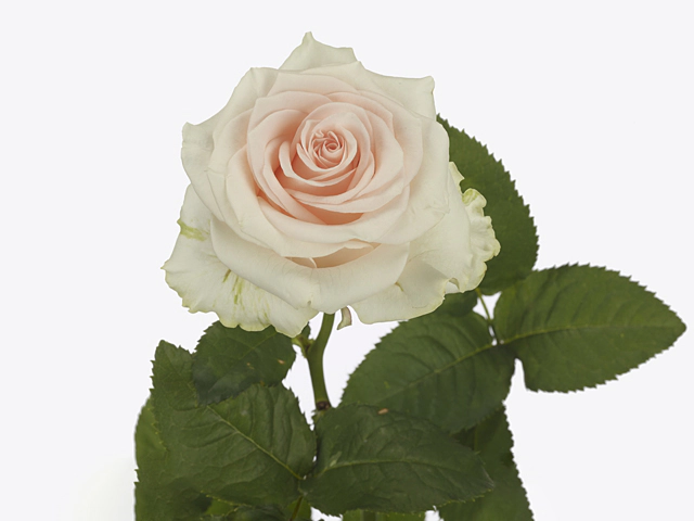 Rosa large flowered Sweet Caroline