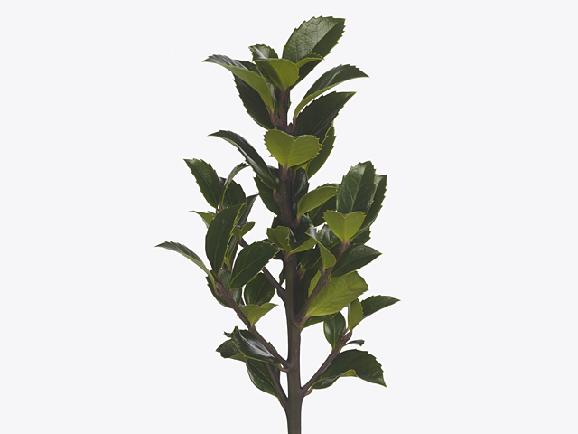 Ilex (leaf) x meserveae Heckenfee