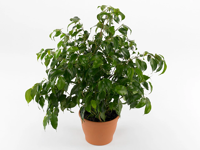 Ficus benjamina Petite Danielle