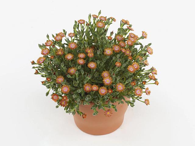 Delosperma Ice Cream Orange