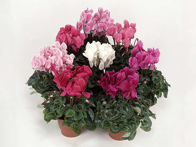 Cyclamen persicum large flowered Super Serie XL