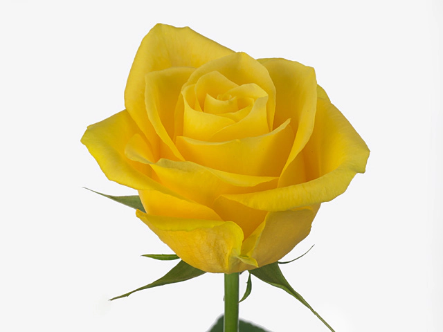 Роза крупноцветковая "Marbella"
