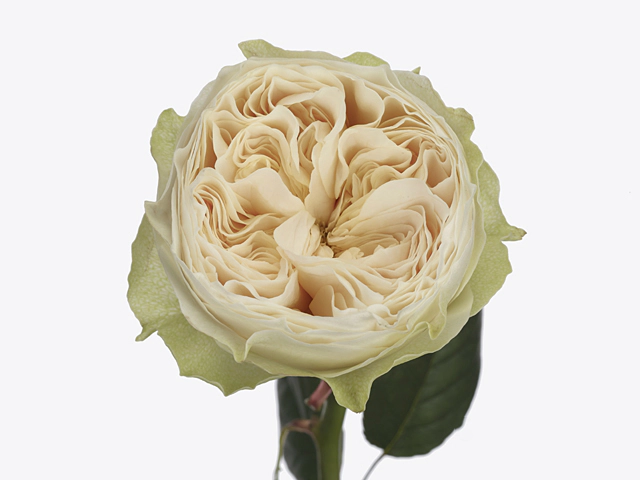 Роза крупноцветковая "Lovely Harper!"