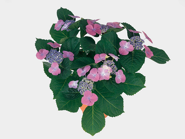 Hydrangea macrophylla (Lacecap Grp) Multi Purple