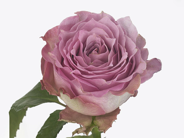 Роза крупноцветковая "Rosemary"