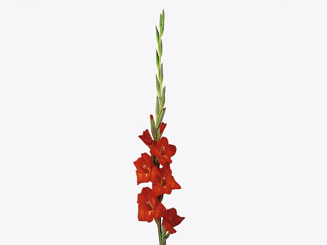 Гладиолус крупноцветковый "Chinon"