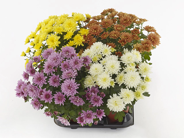 Chrysanthemum (Indicum Grp) Homerun mixed